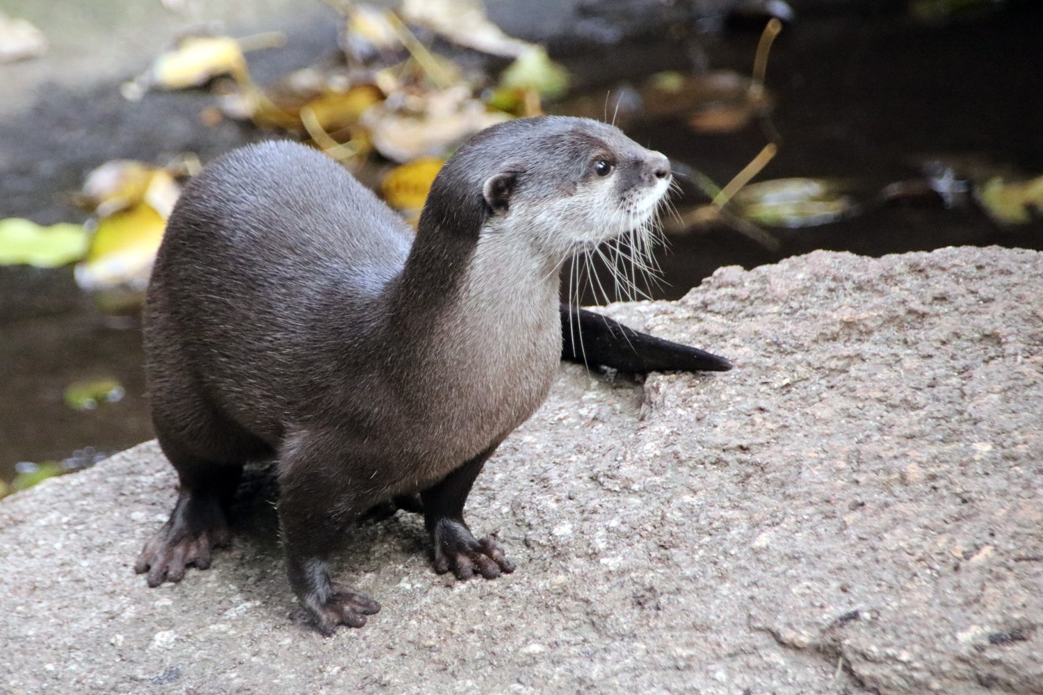 Otterly adorable. This otter lives in Australia, but even the Upper Delaware River has otters.